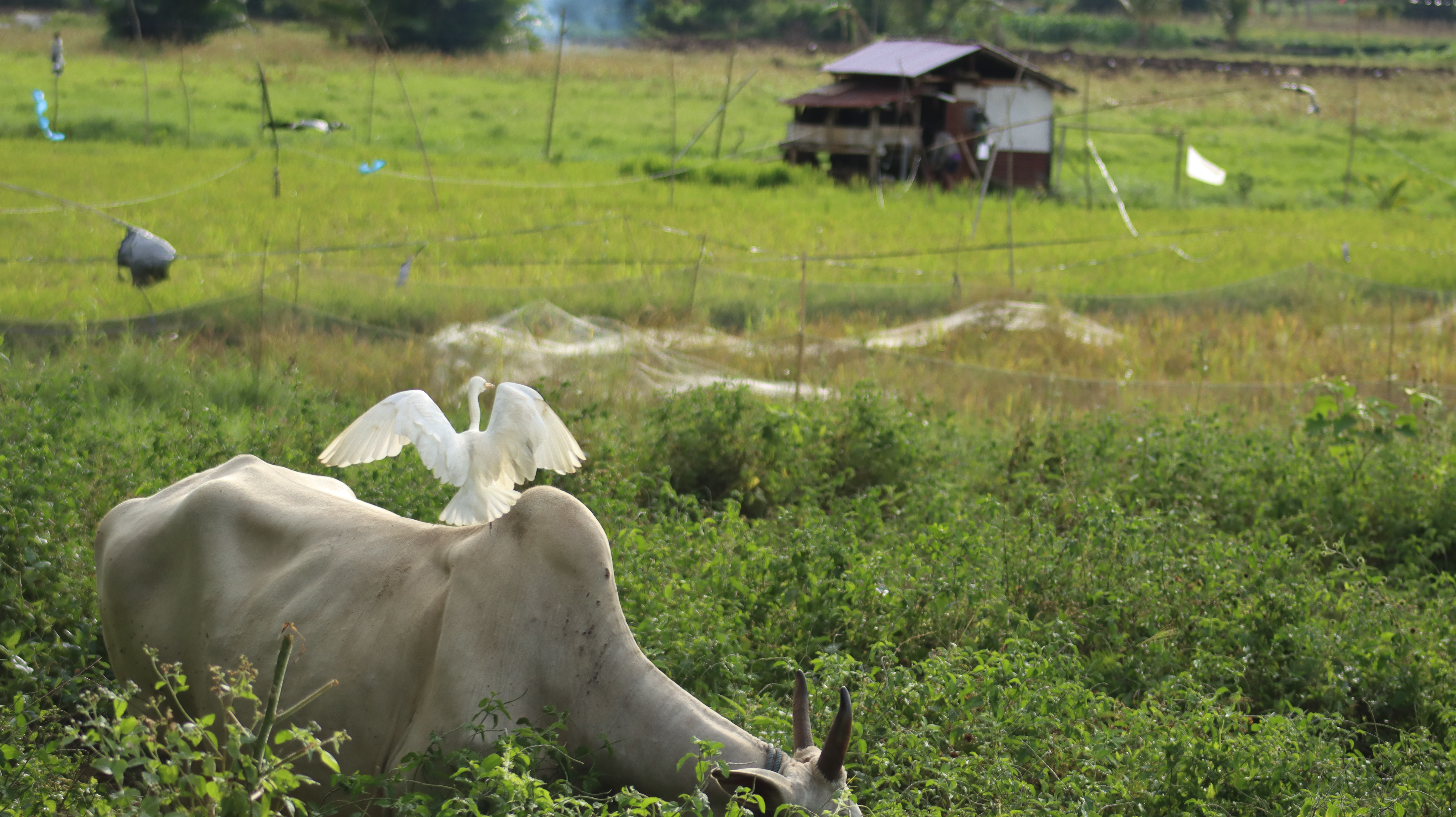Budaya dan Tradisi Desa